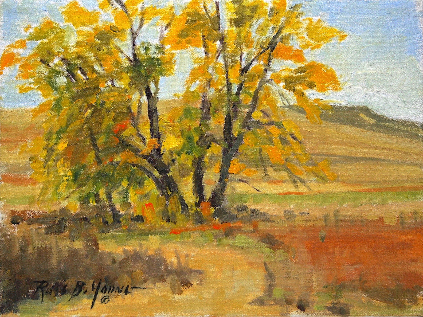 Sunlit Cottonwood - Plein Air